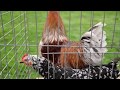Tips for Raising Backyard Chickens Organically