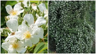 Himalayan Musk rose dig out from forest and one more Desi Rose Potted || Rosa Brunonii