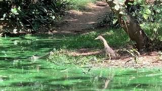 Croc trying to catch bird stealthily