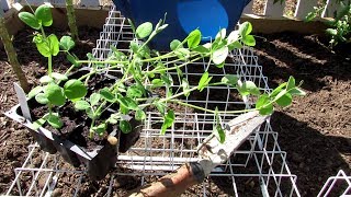 Planting Fall Garden Pea Transplants & Seeds: 99% Rabbit Protection, Fertilizing & Watering