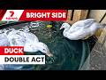 Ducks Splash and Wiggles proving the star double act at Wollongong RSPCA | 7NEWS