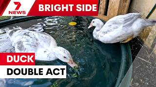 Ducks Splash and Wiggles proving the star double act at Wollongong RSPCA | 7NEWS