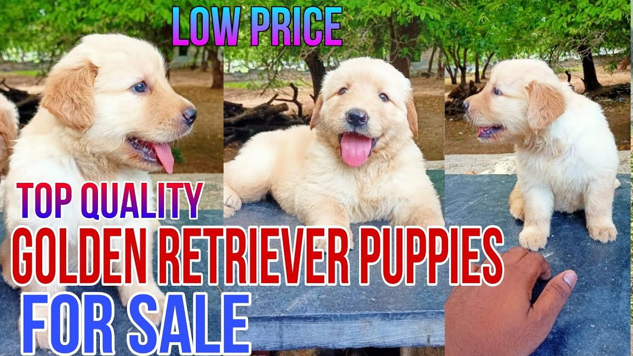 Top quality Golden Retriever puppies for sale in Telugu/ 7416396456 