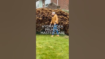 How and when to prune different hydrangeas