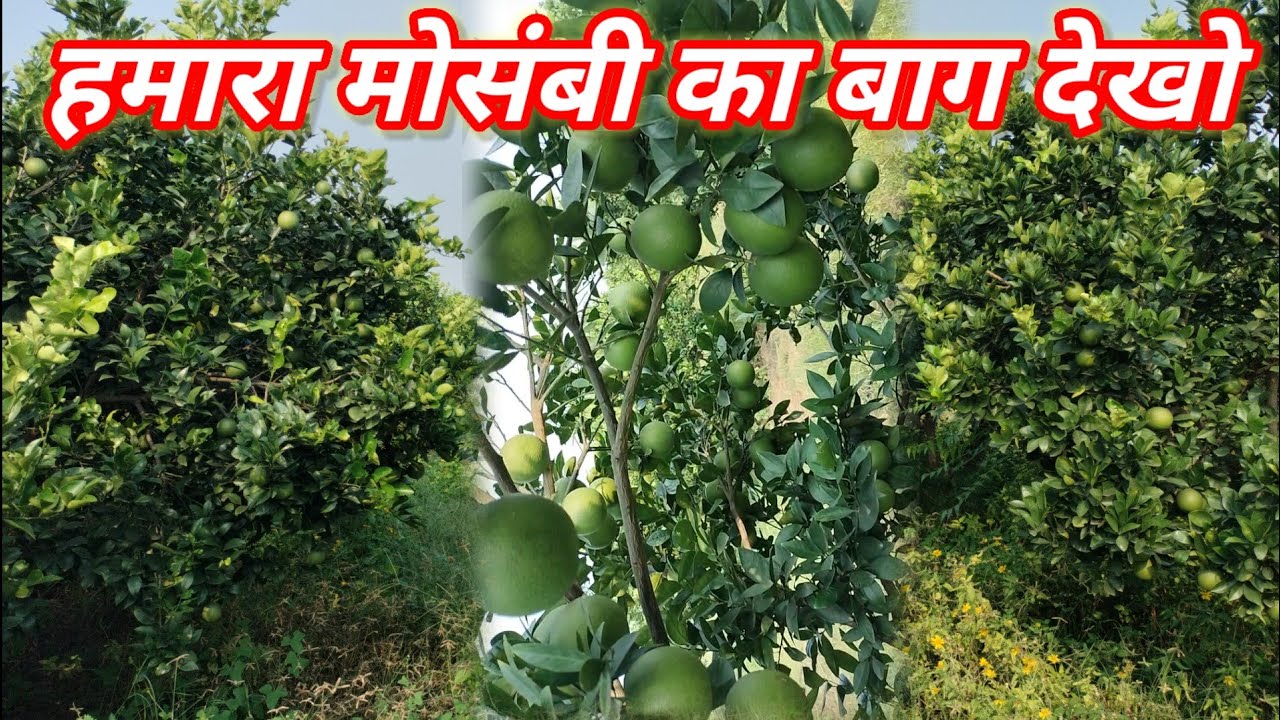 जंगली पद्धति से मोसंबी का बाग ओर फलों की भरमार #mosambi#mosami#mosmi ...