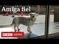 A cachorra fiel que esperou por dias na porta de hospital até dono ter alta