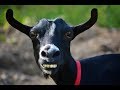 Animal Zone Show | Funny Video Goats / Goats time show - How to petting goats / Goats with food.