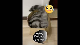 #gatos #desfios #no imposible #delgado