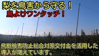 鳥獣害対策　梨を守れ！鳥よけワンタッチ！鳥獣被害防止総合対策交付金を活用した導入が急上昇。カラス　防鳥網　テグス