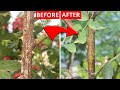 EASIEST Method To TREAT Rose Scale Disease!