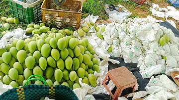 Giá xoài cát hòa lộc hôm nay ngày 11 tháng 6, 2025