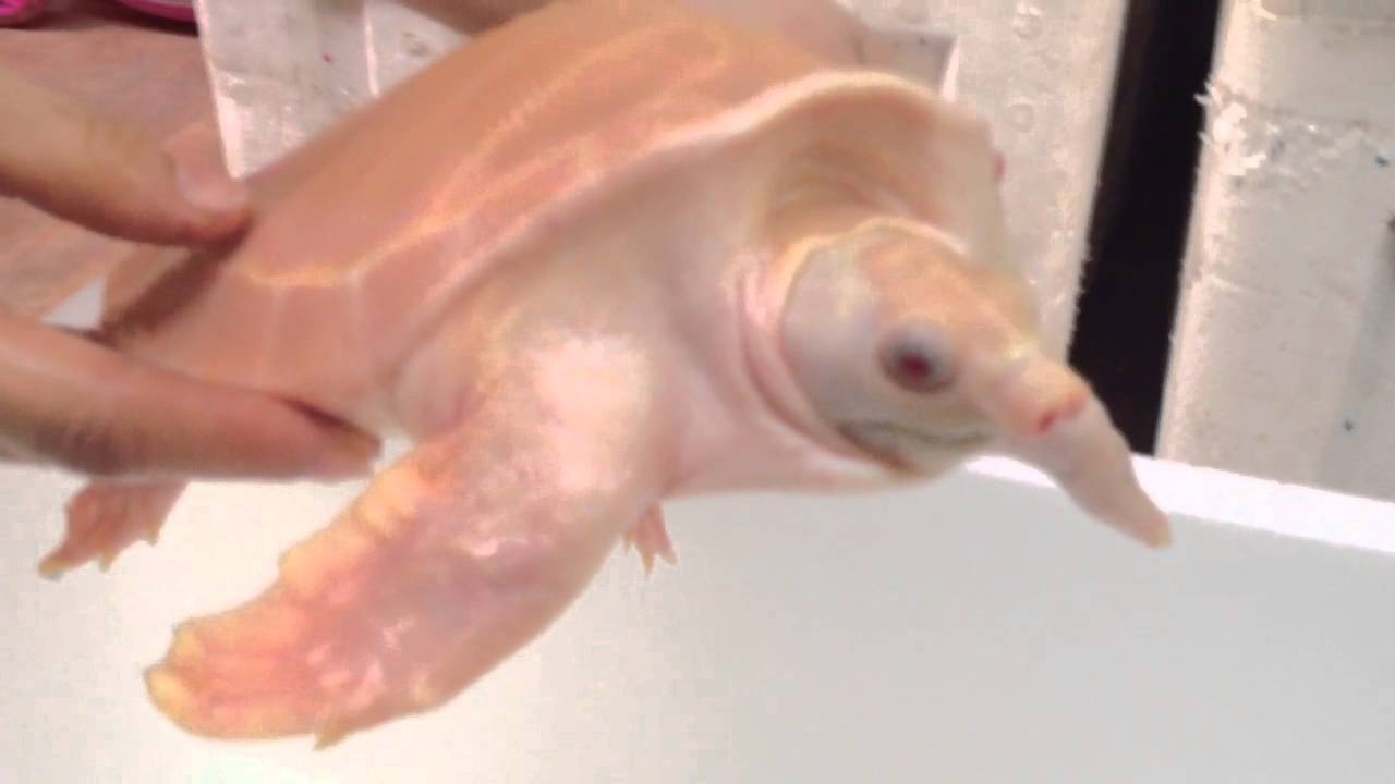 albino fly river turtle