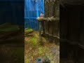 Rust para que pushean si saben que no pueden  #gamingshorts #rust #rustgame #gaming #playrust