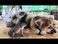 Very strong frogs 🐸 vs baby dog/ screaming frog frog sounds