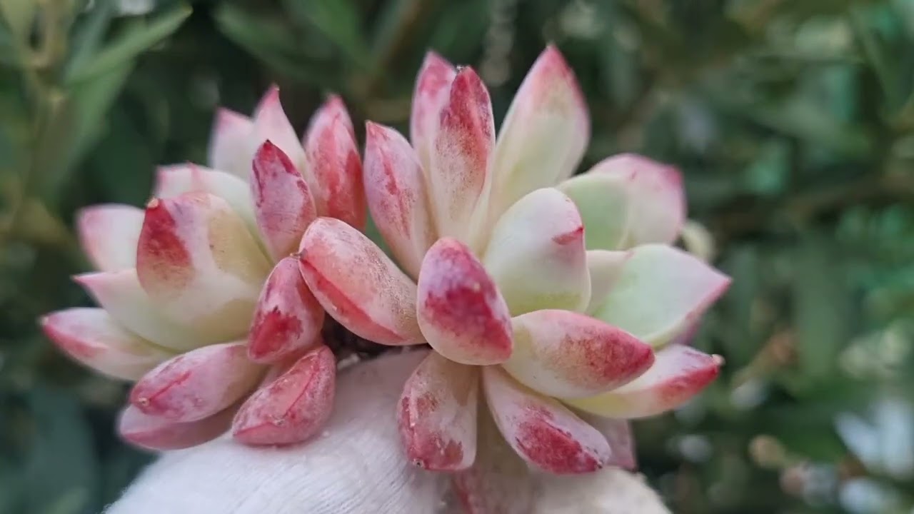 Echeveria Pheromone