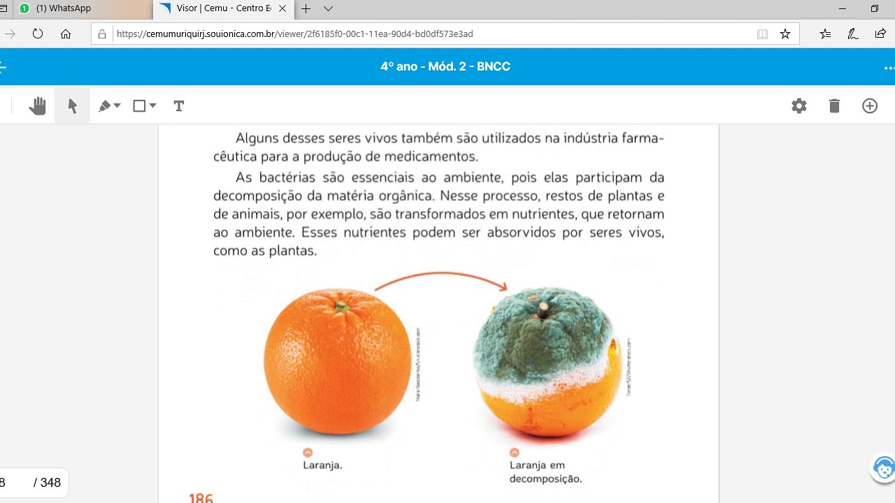 Seres Vivos Microscópicos - Ciências 4o ano - Cemu - YouTube