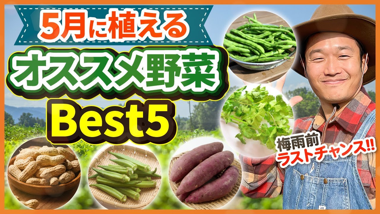 Home gardening👨‍🌾] What to plant in May!! 🌱Top 5 recommended