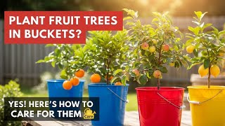 Do you know you can plant fruit trees in buckets and how to take care of them
