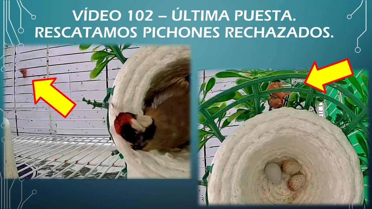 102 – ÚLTIMA PUESTA  RESCATAMOS PICHONES RECHAZADOS