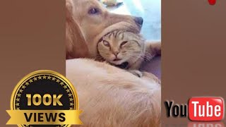 funniest ANIMALS of the day cat 🙀 and dog 🐶 !