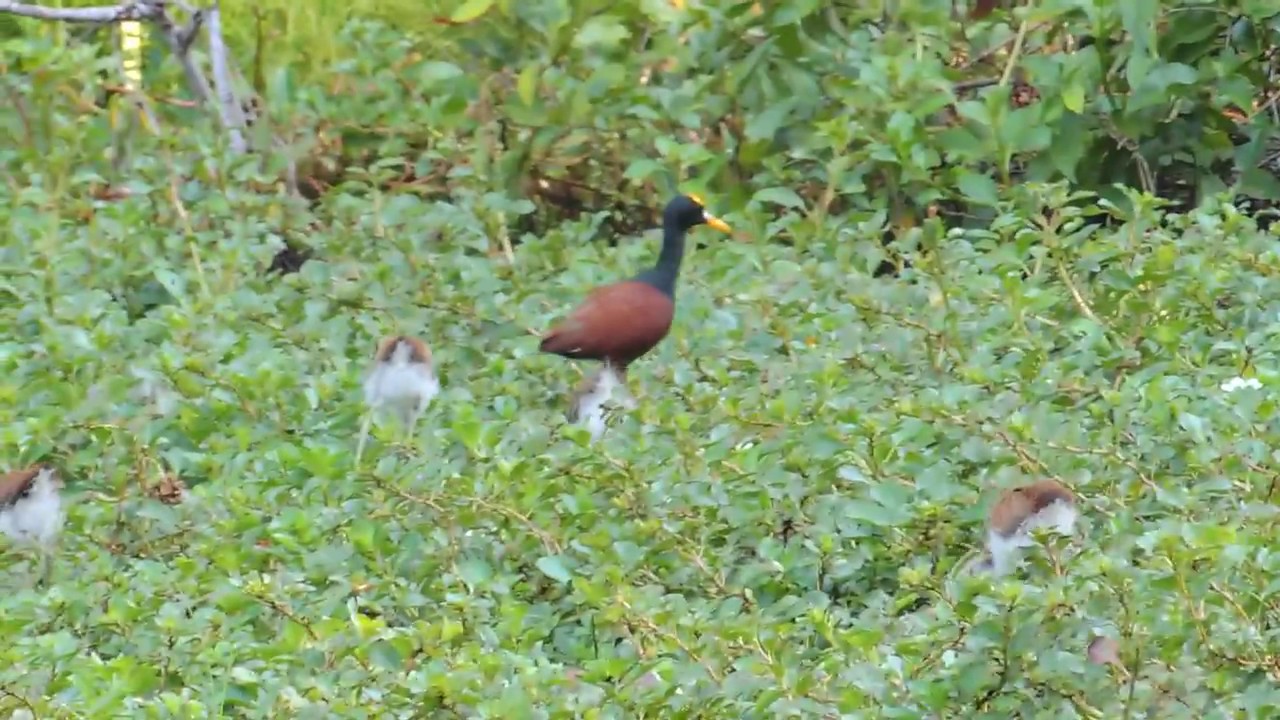  Northern Jacana male & chicks