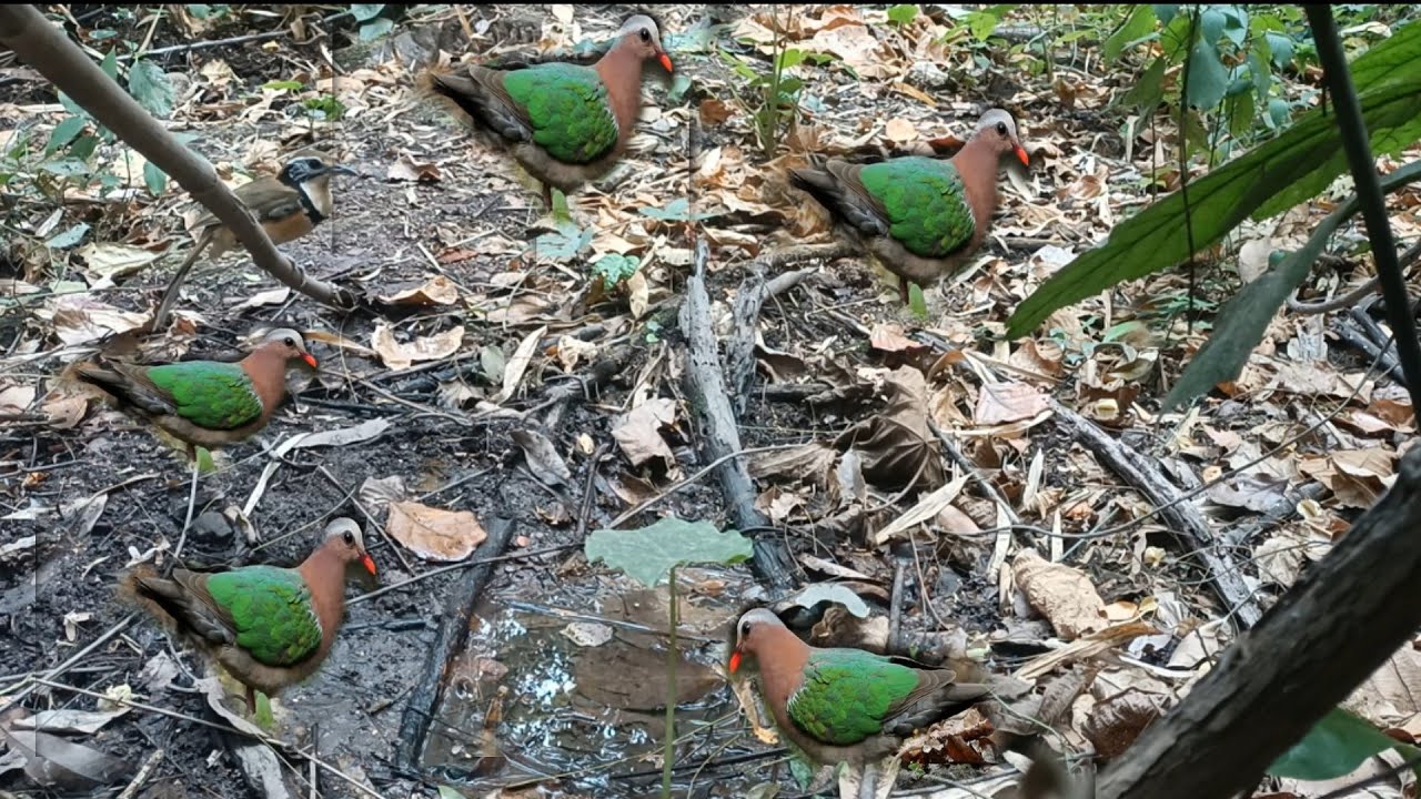 ยิงนกเขาเขียวลงกินน้ำสุดยอดเลย