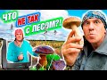 ЗАЧЕМ В ЛЕСУ ТЕЛЕВИЗОР?! СТРАННЫЕ НАХОДКИ! Здесь был кабан!  Кто-то собрал мои грибы! Игнатюк, ты?