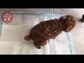 生後49日〜60日目、トイレトレーニング その後🐾トイプードルの赤ちゃんしつけ