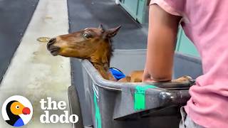 abandoned premature foal too weak walk finds mare raise