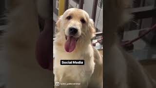 Social Media vs Reality  #funnyvideo #shorts #goldenretriever #cutedog #grooming