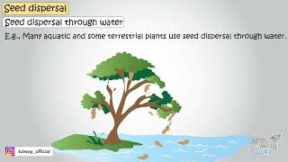 Seed Dispersal | Various ways of Seed Dispersal