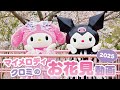 【公式】マイメロディとクロミの園内お花見動画【桜】
