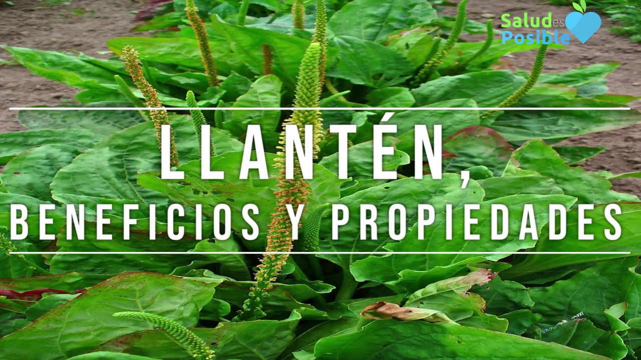 Llantén, beneficios y propiedades para la salud YouTube