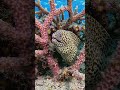 A massive moray eel opens near reef #Nature #ocean #fishinglife #morayeel #sea