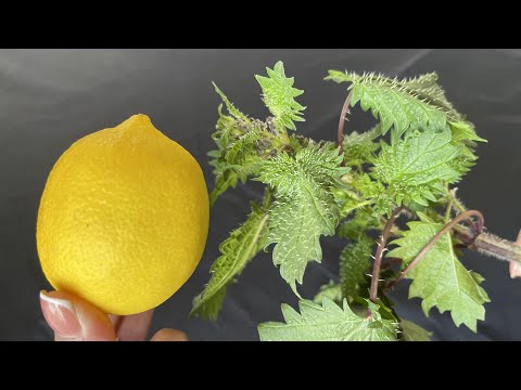 Incredibile! Mescolare l&rsquo;ortica con il limone. Sarai sorpreso del risultato. Piante utili 🌱