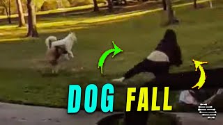 Energetic Dog Unintentionally Causes Owner to Fall While Chasing a Squirrel