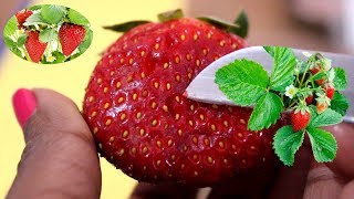 How to grow Strawberry from seed at home | स्ट्रॉबेरी घर पे उगाएं ( English Subtitle ) With Update