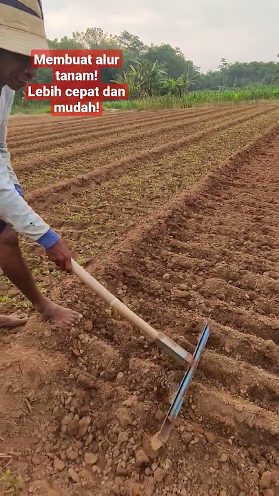 Membuat alur! tanam kangkung jadi mudah dan cepat !