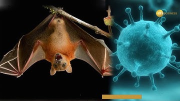 Nipah virus: Sample of fruit-bats sent for testing
