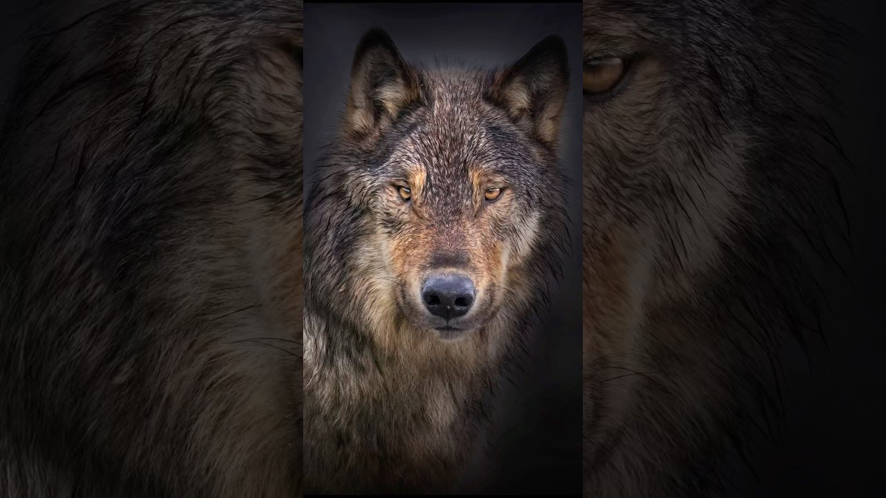 Caught on Camera: Seawolf Stalking Prey on the Beach 📸🐺 