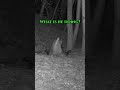 Badger Acting Weird  #trailcamera #wildlife