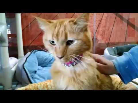 cute cats for sale Live video Nov 7, 2016 12:01:11 PM
