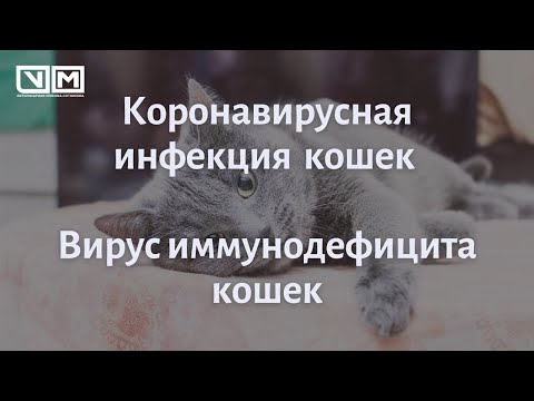 Видео: Инфекция пенистого вируса кошек у кошек