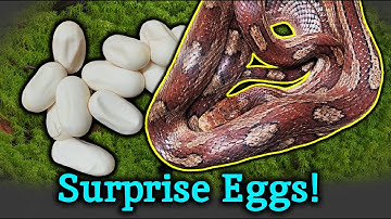 This Snake was Dropped off... And then Laid Eggs!