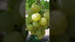 Жовта вкусняшка+Абажур - нові гібридні форми винограду  Голуба А.А.