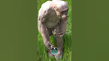 Jambo Looking For His Food HairlessChimp Shortsviral 