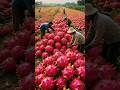 Fresh fruit sweet fruit enjoy nature.#fruit#sweet#garden#farming#nature#shorts