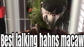 Best talking hahns macaw