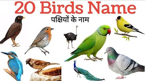 20 Birds Name English and Hindi | Bird