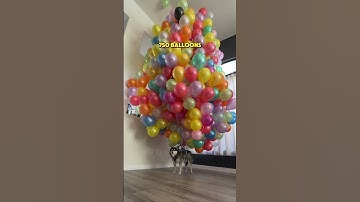 How many helium balloons can make a dog fly? 😆 #challenge #funnyvideo #funnyshorts